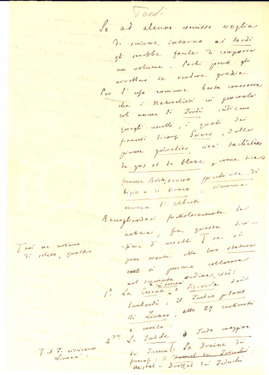 1800 ca ANONIMO "I tordi" - Tema scolastico manoscritto CURIOSO 4 pp.