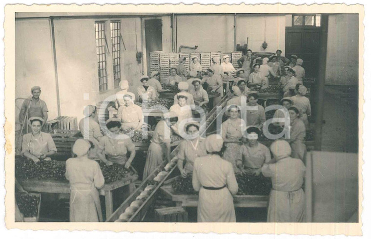 1940 ca ITALIA Industria alimentare - Operaie selezionano pomodori *Foto 14x9 cm