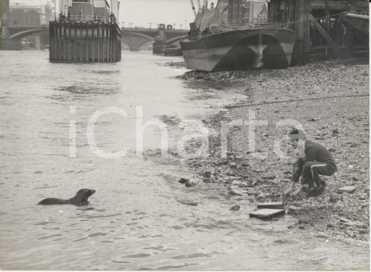 1960 LONDON Southwark Bridge - Circus man getting sealion Fritz to Thames bank
