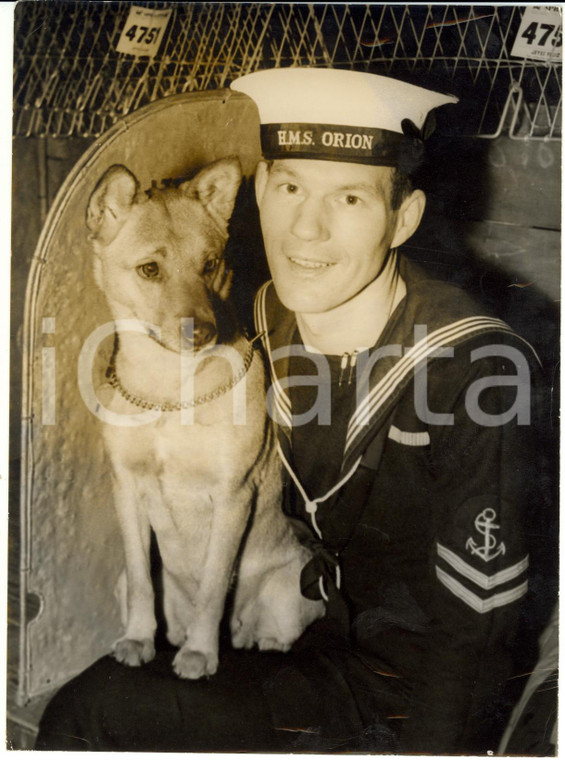 1959 LONDON Crufts Dog Show - Akita PRINCESS PANYAU and his master J. E. TRIGG