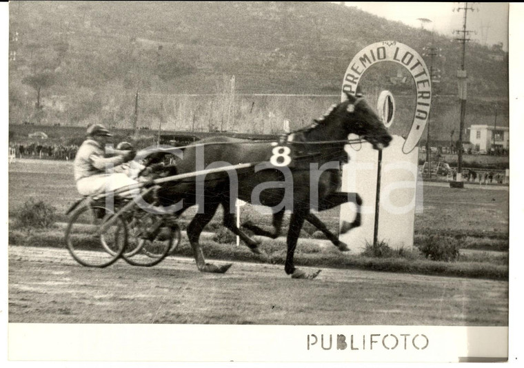 1956 NAPOLI IPPICA Gran Premio AGNANO Cavallo vincitore GELINOTTE al traguardo