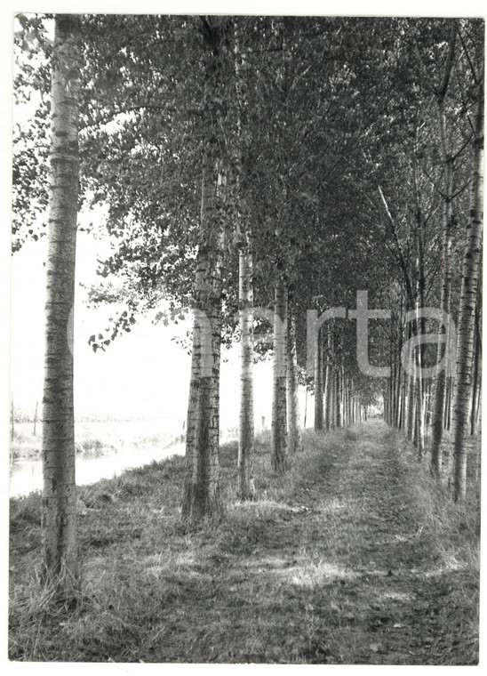 1973 Sentiero alberato per FERRARA - Fotografia ARTISTICA 13x18 cm