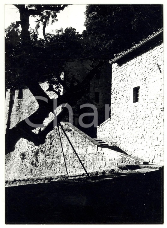 1977 ASSISI Eremo delle Carceri - Leccio di San Francesco *Foto ARTISTICA 13x18