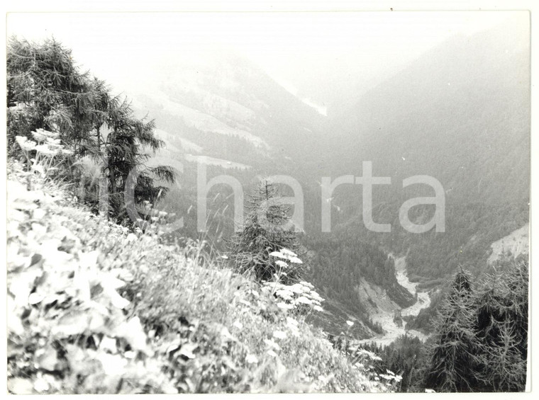 1979 SELLA DI RAZZO (BL) Veduta panoramica *Fotografia ARTISTICA 18x13 cm