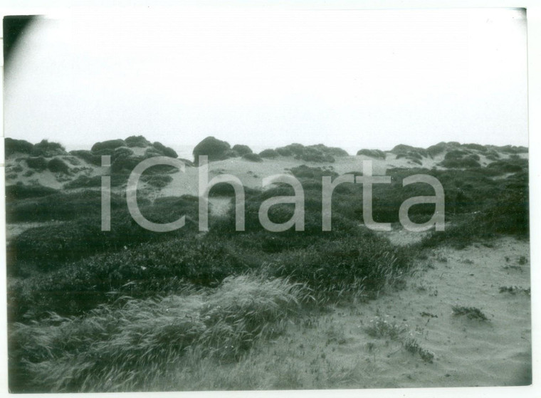 1981 LITORALE LAZIALE Veduta panoramica della spiaggia *Fotografia VINTAGE 18x13