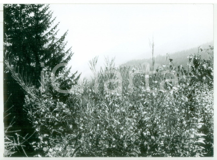 1978 TÊTE D'ARPY Veduta della vegetazione *Fotografia VINTAGE 18x13 cm