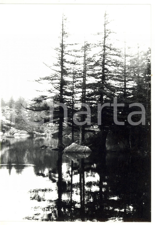 1978 MONCENISIO (TO) Lago Piccolo - Abeti riflessi sull'acqua *Foto 13x18