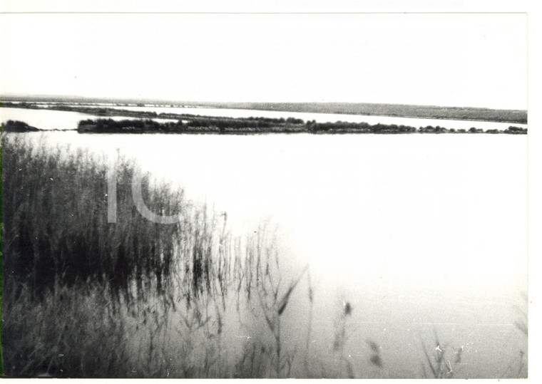 1981 SALINE DI TARQUINIA (VT) Riserva naturale - Fotografia VINTAGE 18x13 cm