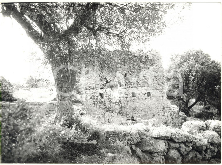 1979 COSA (GR) Scavi archeologici - Veduta sui resti della curia *Foto 18x13