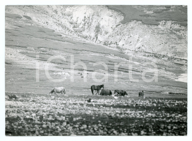1979 GUARCINO Località CAMPOCATINO Scorcio con cavalli selvaggi - Foto 17x13 cm