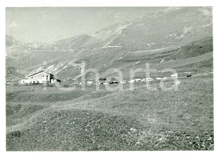1981 CASTELMAGNO - CHIAPPI Mucche alle pendici del MONTE TIBERT Foto 17x13 cm