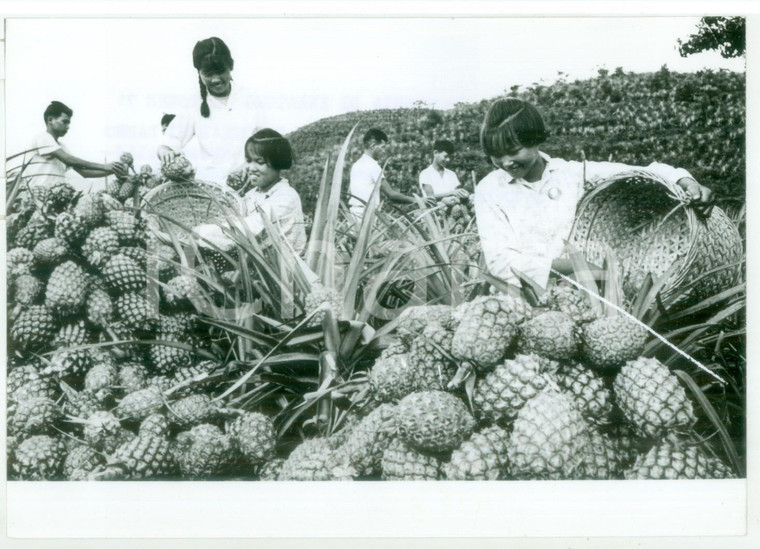 1971 ZHAOPING Tradizionale raccolta di ananas - Foto 18x13 cm