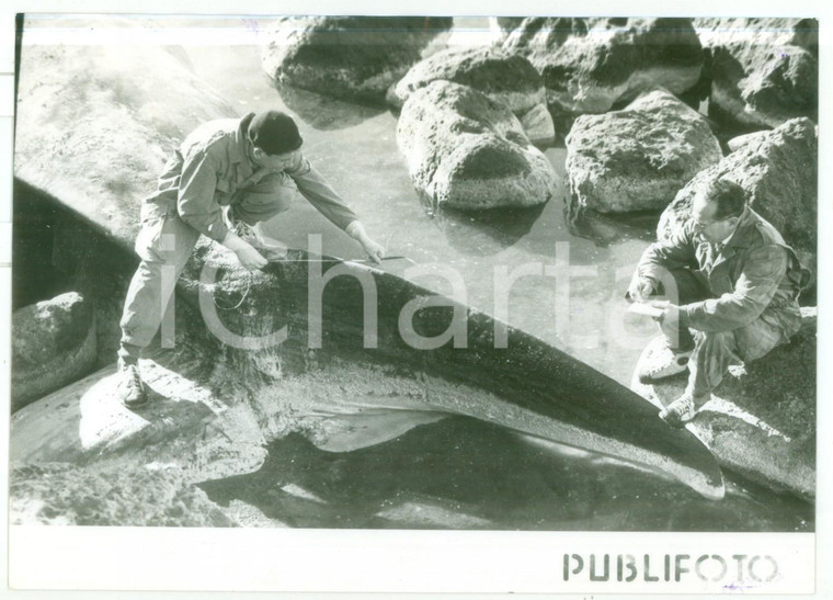 1957 ISOLA DI PONZA Biologo Pietro PARENZAN osserva balenottero spiaggiato *Foto