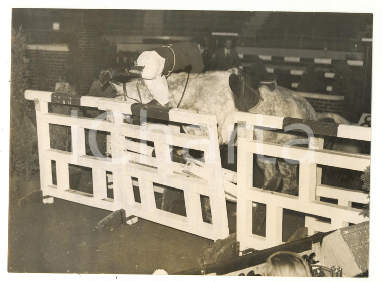 1957 LONDON Horse of the Year - NO TRICKS unhorsing D. IGGULDEN *Foto 20x15