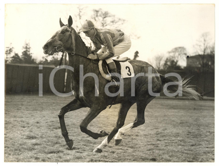 1955 LONDON - NEVER SAY DIE trained by joung jockey Lester PIGGOTT *Photo