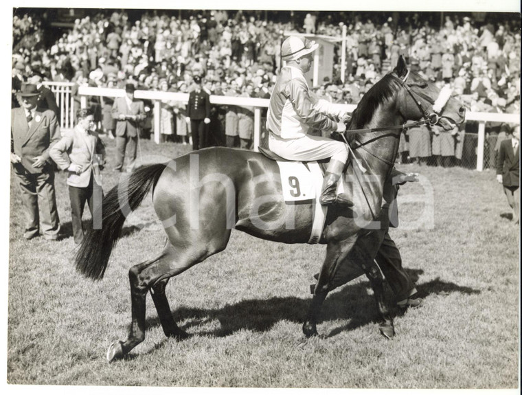 1958 HORSE RACING Grand National entry ALCIDE trained by Willy SNAITH *Photo 