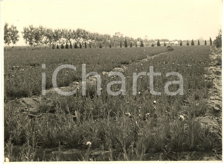 1930 circa TERRACINA (LT) Coltivazione di garofani FOTO