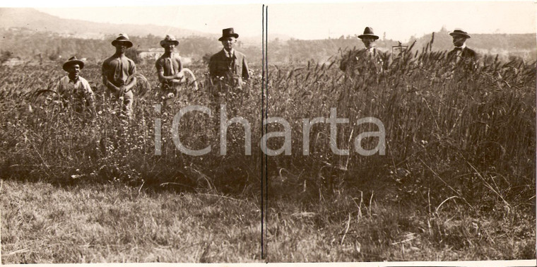 1930 ca CAMPAGNA GENOVESE? Contadini alla battaglia del grano *Fotografia