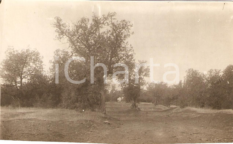 1930 circa CIRENE (LIBIA) I boschi in territorio HASA