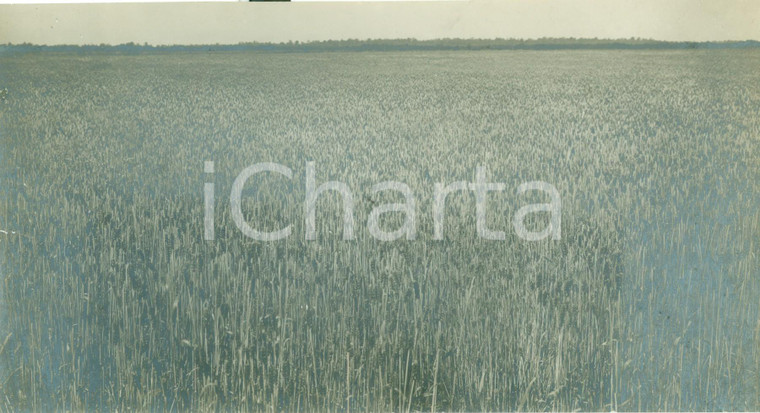 1929 BATTAGLIA DEL GRANO Un campo di grano specialità VILLA GLORI *Fotografia