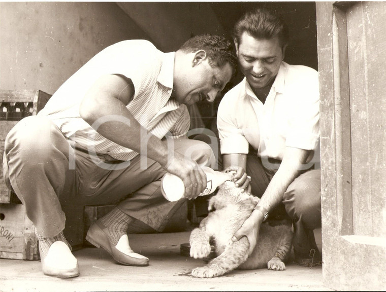 1955 ca CINEMA ITALIANO Piero NUCCORINI allatta cucciolo di leone *Foto