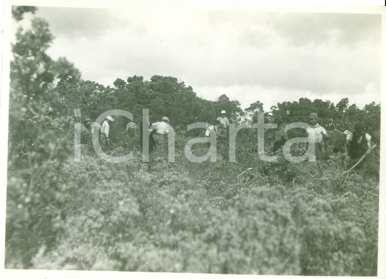 1935 BEDA LITTORIA (LIBIA) Coloni italiani disboscano campi libici *Fotografia