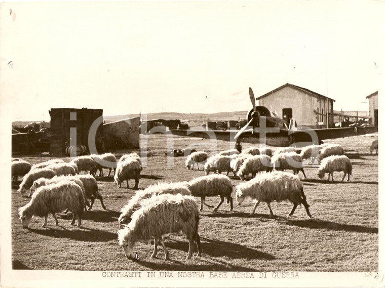 1942 LIBIA WW2 Contrato di pecore al pascolo in BASE AEREA di guerra *Fotografia