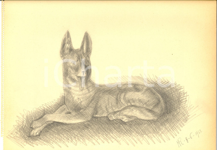 1942 ARTE Ritratto di un cane seduto *Disegno a matita FIRMATO 31x23 cm