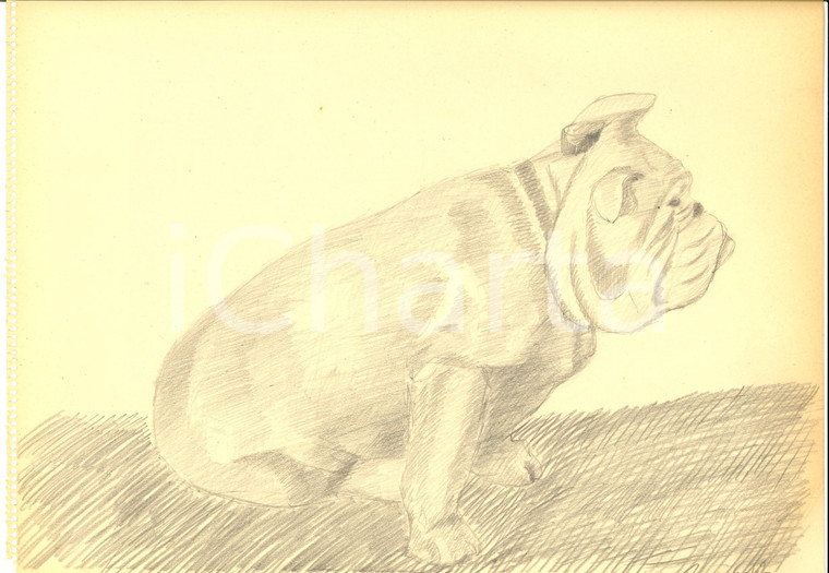 1942 ARTE Ritratto di un bulldog accovacciato *Disegno a matita FIRMATO 31x23 cm