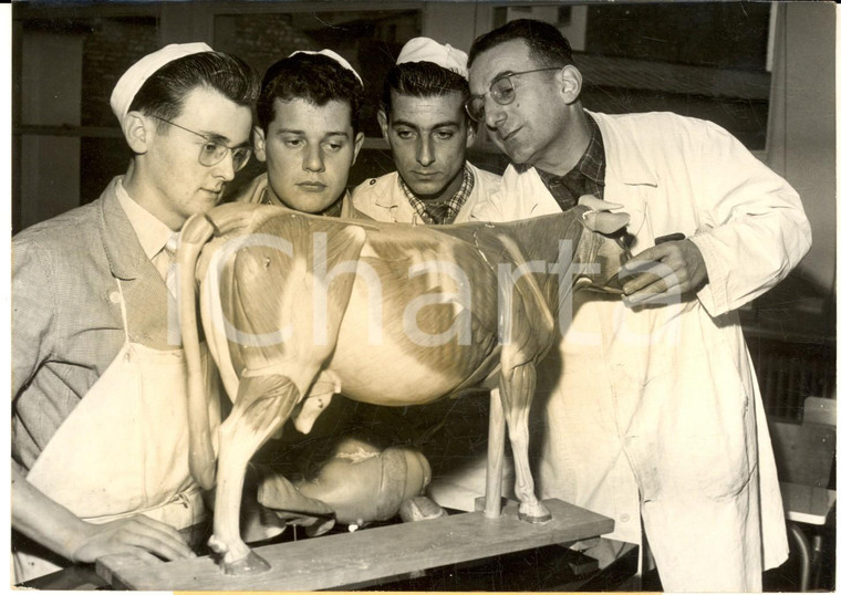 1957 PARIS Ecole Supérieure Métiers de la Viande - Une leçon d'anatomie - Photo