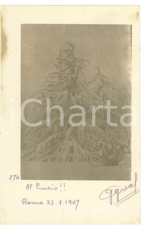 1907 ROMA Pincio - Abete imbiancato dalla neve *Fotocartolina