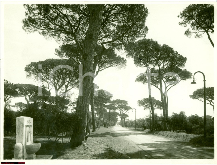 1935 circa CASTEL FUSANO (RM) Il viale dei pini FOTO