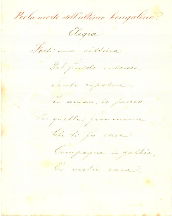 1880 ca MILANO Annibale GHISALBERTI Morte ultimo bengalino Poesia INEDITA