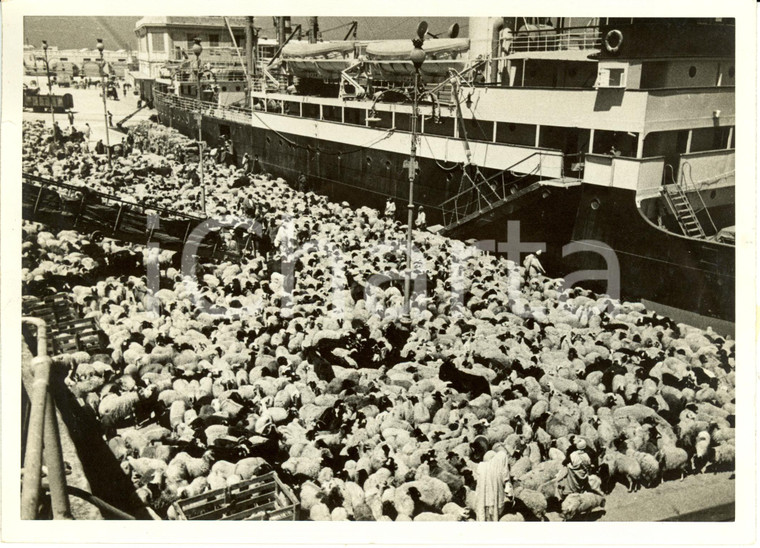 1936 TRIPOLI (Libia) Ovini attendono di imbarcarsi su piroscafo *Fotografia