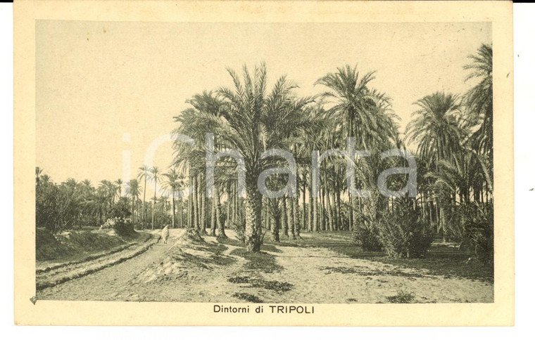 1915 ca TRIPOLI (LIBIA) Un'oasi nei dintorni della città *Cartolina COLONIALE FP