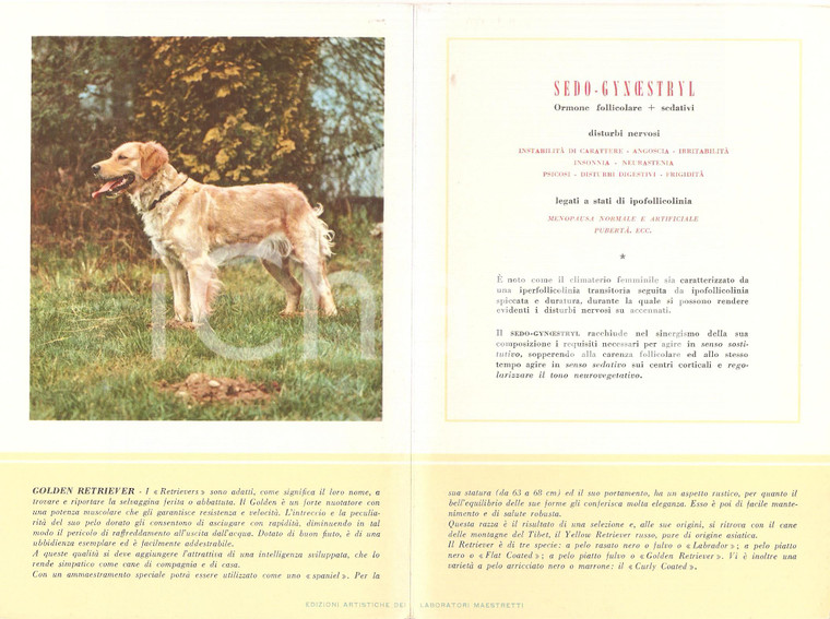 1956 MILANO Laboratori MAESTRETTI Sedo Gynoestryl  Scheda Razza GOLDEN RETRIEVER