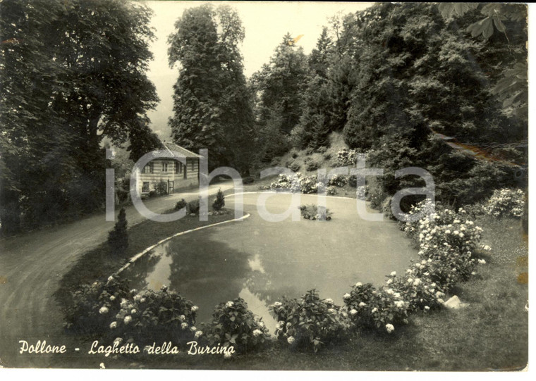 1960 POLLONE (BI) Veduta del laghetto della BURCINA *Cartolina FG VG