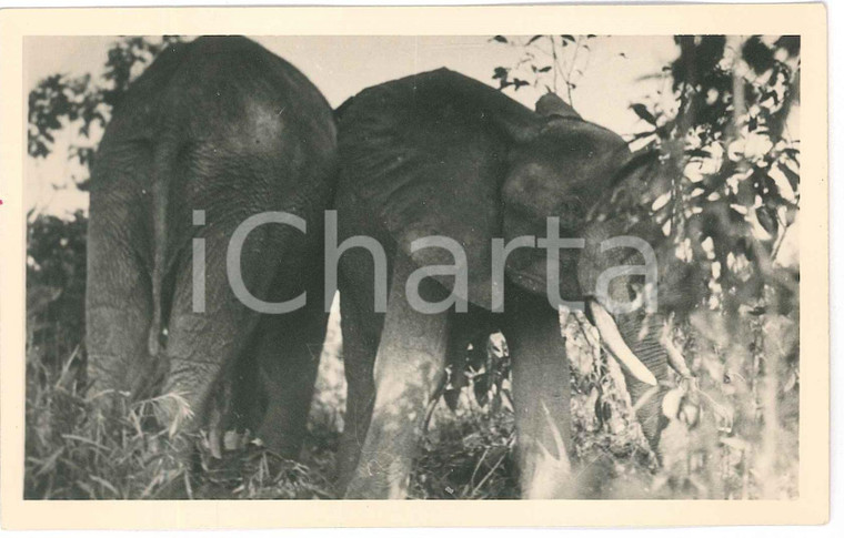 1930 ca ZAGOURSKI «L'Afrique qui disparaît» CONGO BELGE - Eléphants *Postcard 2  Fotocartolina postale d'epoca, appartenente alla 2a serie &laquo;L'Afrique qui dispara&icirc;t&raquo; del fotografo Casimir Zagourski (L&eacute;opoldville).N&deg; 182, non viaggiata.CONDIZIONI: GFORMATO: 14x9 cm    originale e autentica 1