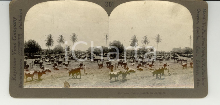 1890 JAMAICA A Cattle Ranch - Stereoscopy KEYSTONE
