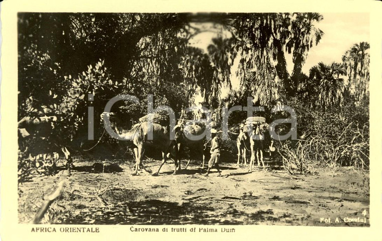 1940 ca AOI COSTUMI Carovana di cammelli con frutti PALMA DUM *Cartolina FP NV