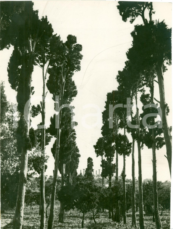 1935 ca GIRGENTI (AG) Filari di pioppi e rovine tempio *VERA FOTOGRAFIA