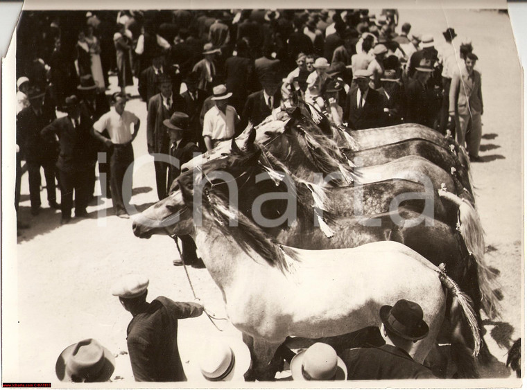 1935 Monza, Sagra di San Giovanni, mostra cavalli PHOTO