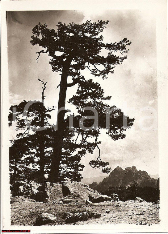 1939 ZONZA (CORSICA) Veduta del Colle della BAVELLA