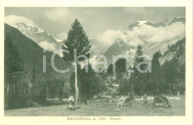 1935 ca MACUGNAGA (VB) Mucchel al pascolo *Cartolina postale FP NV