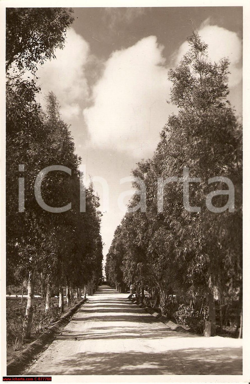 1930 ca BENGASI (LIBIA) Un viale di eucaliptus *Vera fotografia