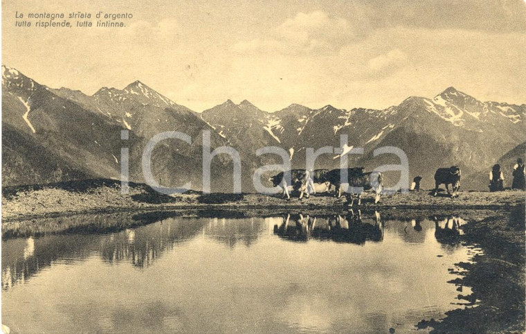 1946 LECCO VALSASSINA Mucche al laghetto del PIAN di MUGGIO *Cartolina FP VG