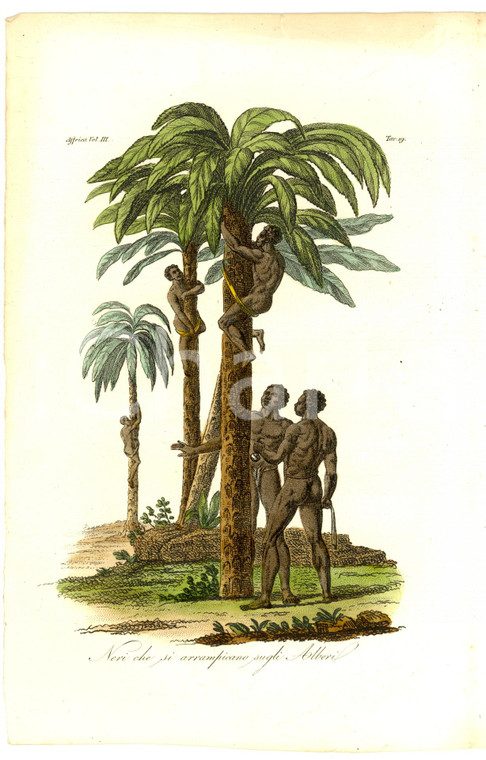 1830 ANTROPOLOGIA Neri che si arrampicano sugli alberi