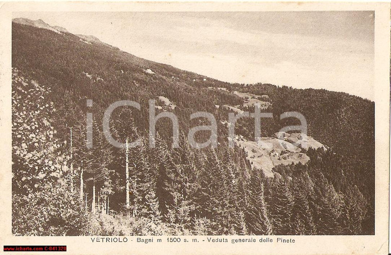 1929 LEVICO TERME (TN) Veduta delle pinete di VETRIOLO