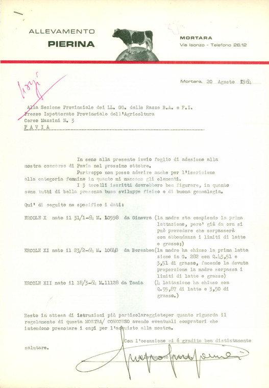 1964 MORTARA (PV) Allevamento PIERINA mette in mostra tre torelli *Documento