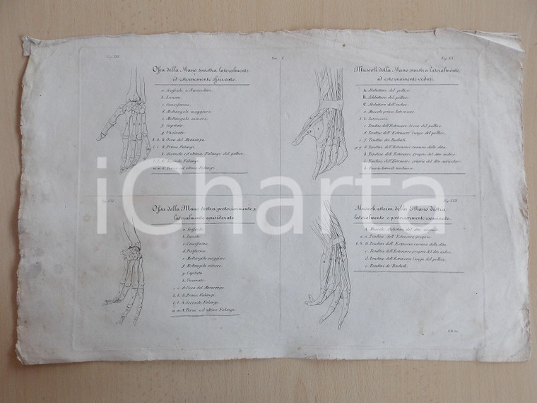 1831 RADOS Ossa e muscoli della mano lateralmente osservati *DANNEGGIATA tav. X